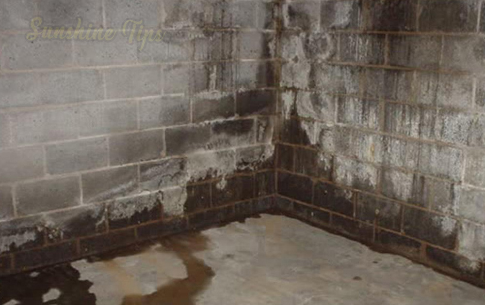 Pro Tips if your basement is excessively humid