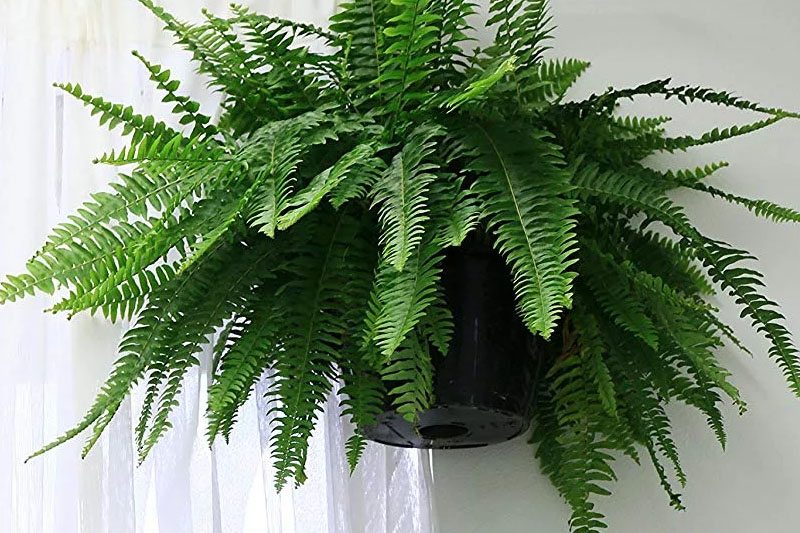 Boston Fern