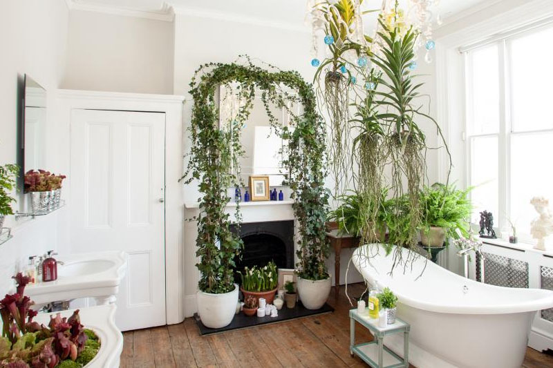 shower plants