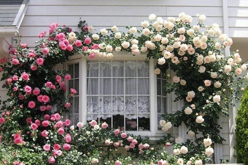 Beautiful flower wall
