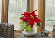 Red Leaf Plant For Beautiful Home Decoration