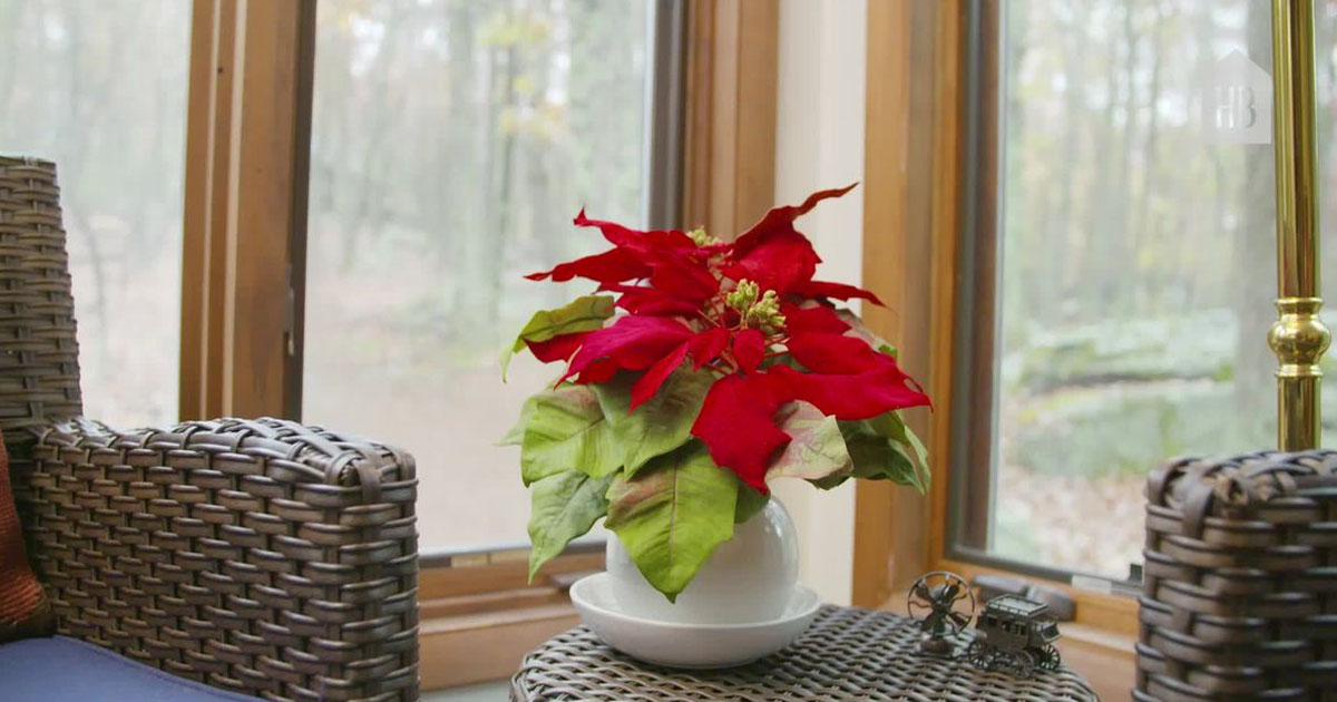 Red Leaf Plant For Beautiful Home Decoration