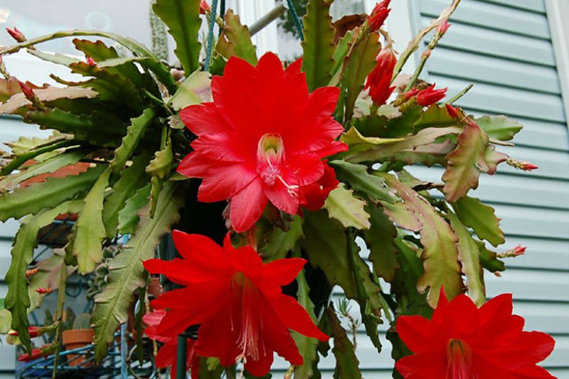 Cactus Orchid