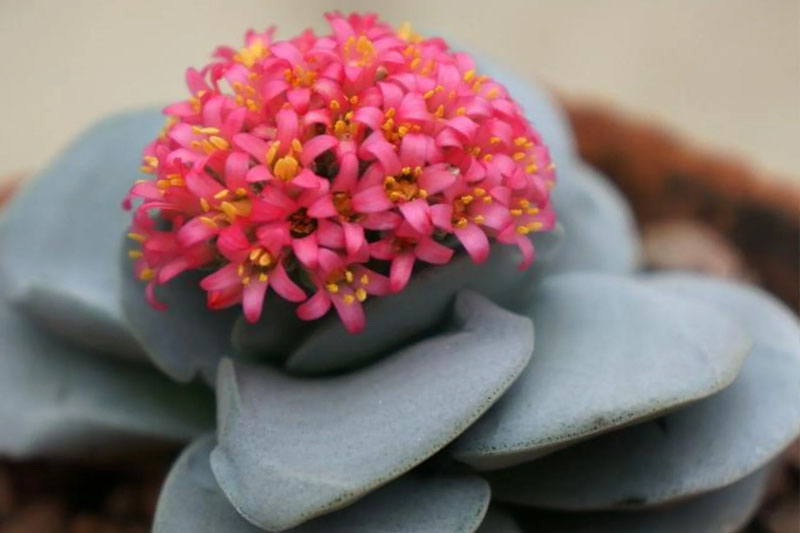 Crassula Morgan