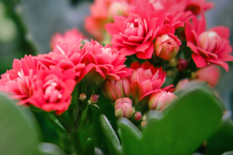 Katy Kalanchoe Flamingo