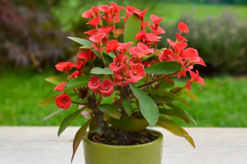 Milii Euphorbia Red succulent flower