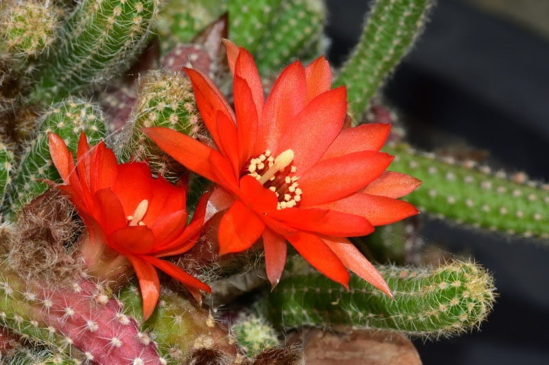 Pincushion Cactus