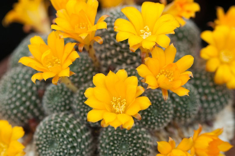 Rebutia krainziana