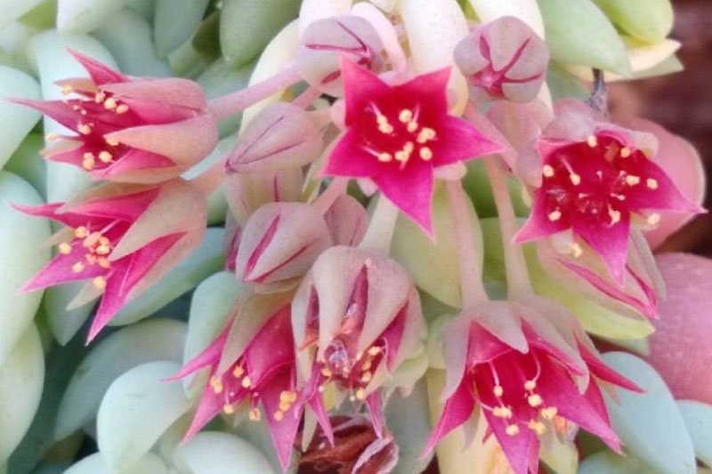 Red Burro Tail