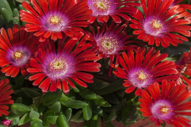 Red Delosperma Cooperi