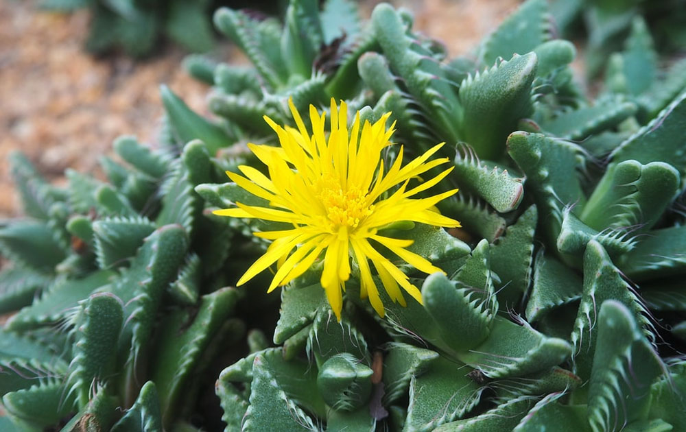 Yellow Succulents With Beautiful Flowers For Decor