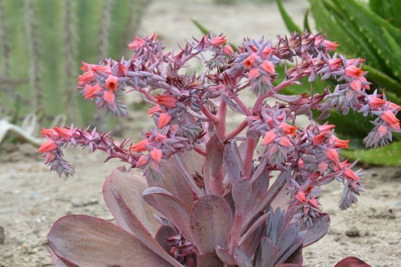 Afterglow Echeveria