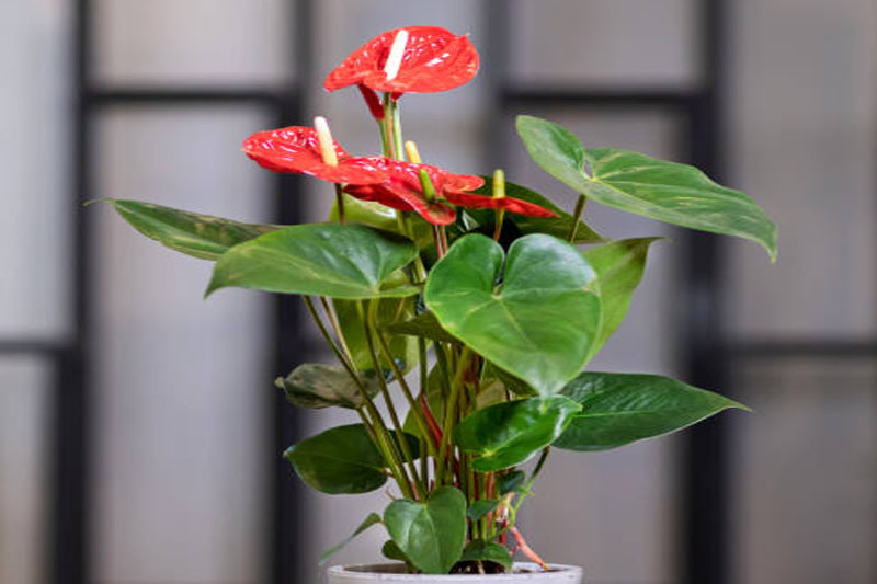 Anthurium