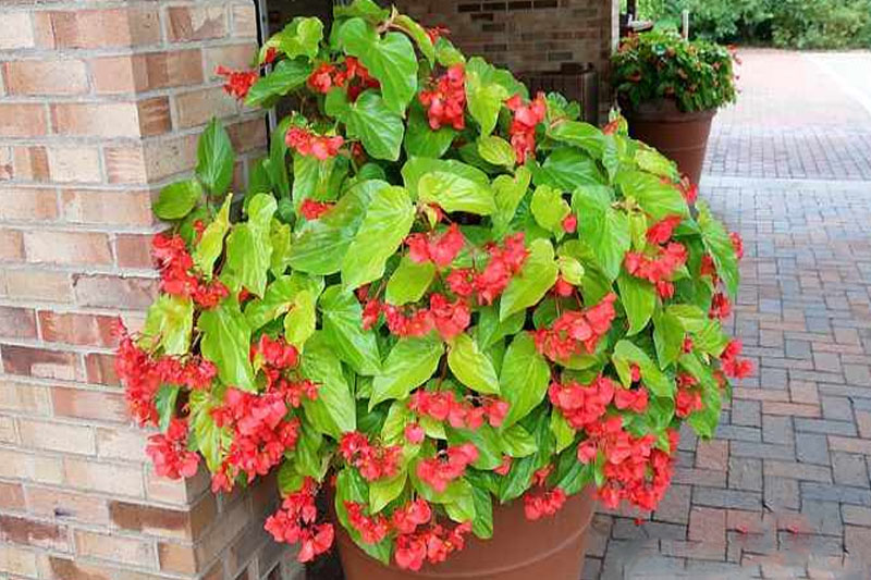 Begonias with Red Leaves