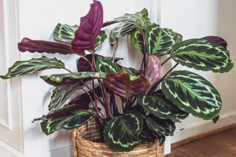 Calathea Medallion Plants With Purple And Green Leaves