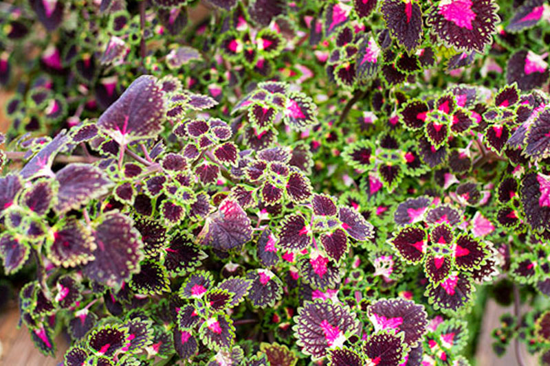 Coleus with Purple and Green Leaves