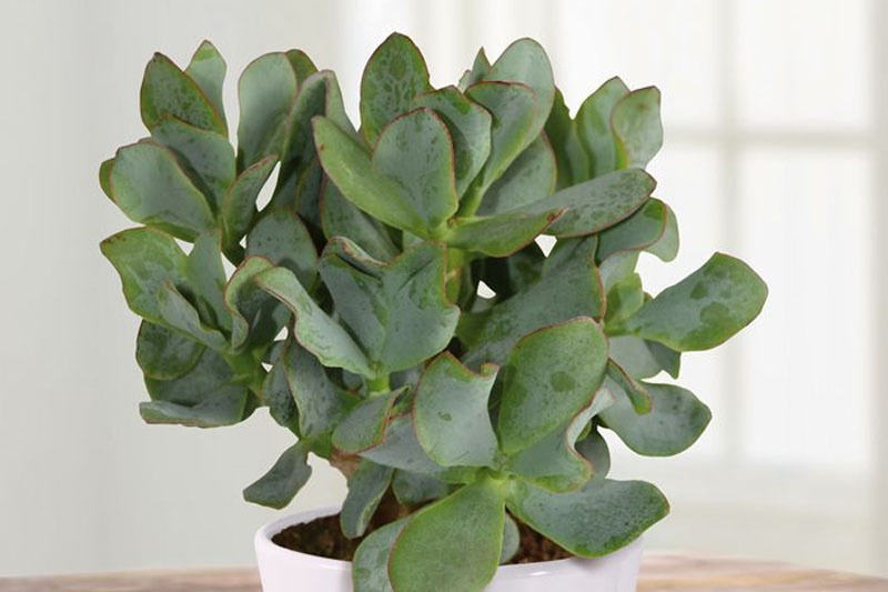 Crassula Arborescens
