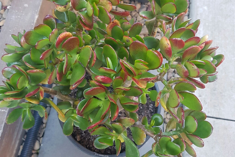 Crassula Ovata Harbour Lights