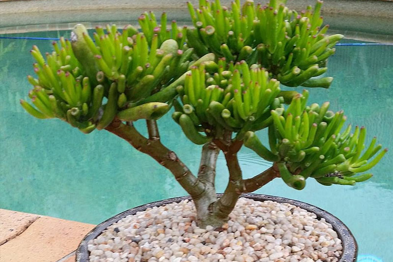 Crassula Ovata Hobbit