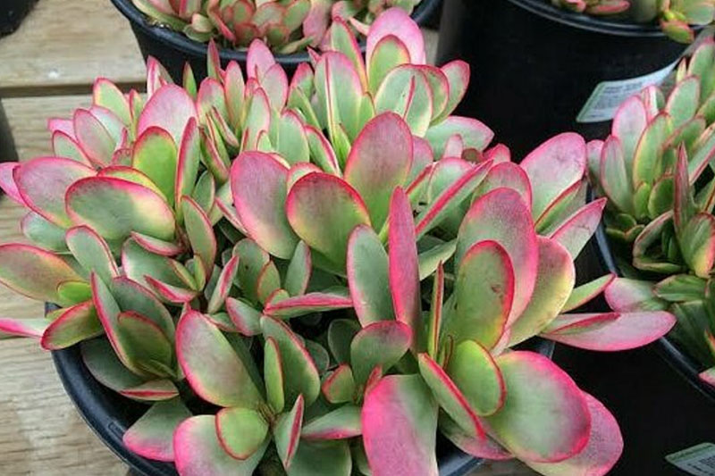 Crassula Platyphylla