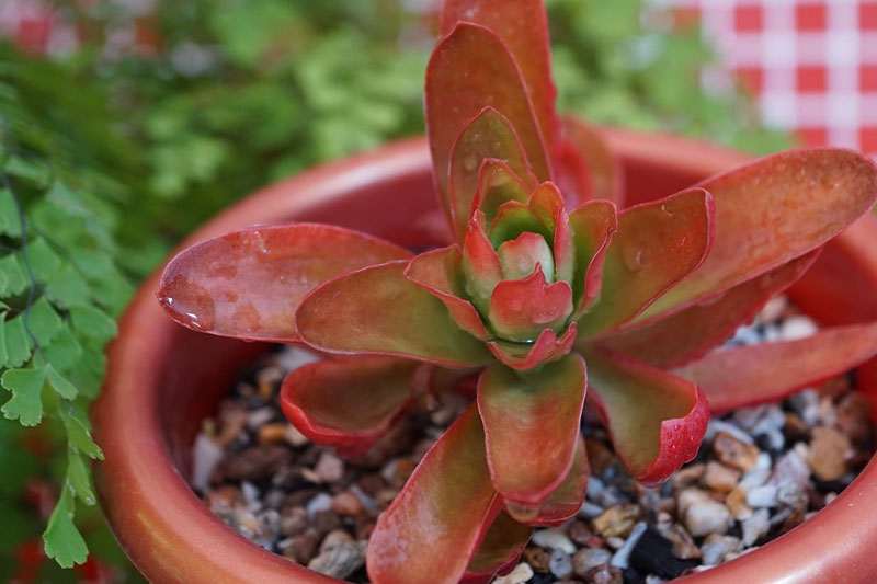 Crassula capitella