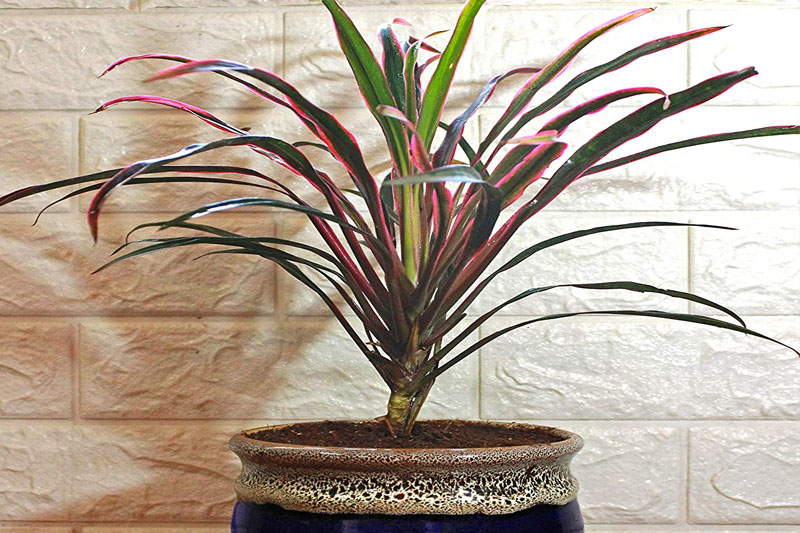 Dracaena Marginata
