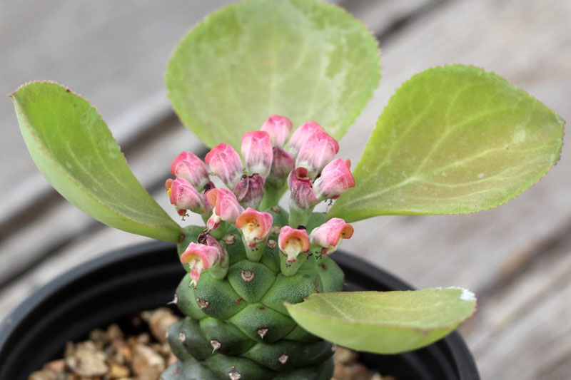 Euphorbia Monadenium