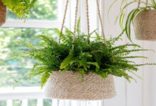 How To Hang Plants From Ceiling
