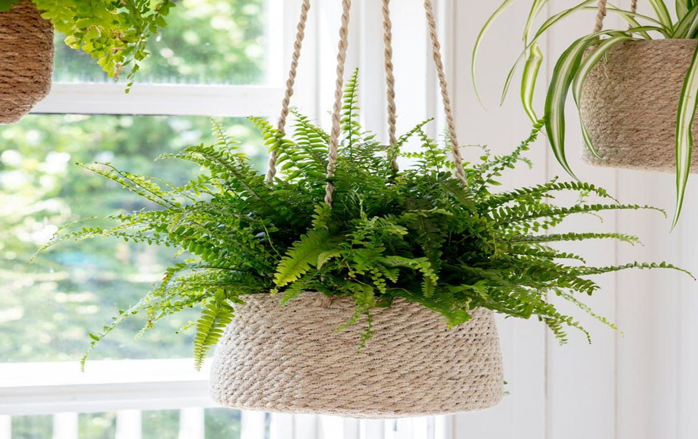 How To Hang Plants From Ceiling