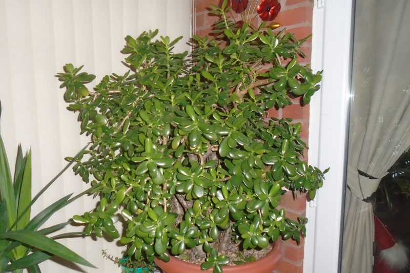 How to care for a jade plant?