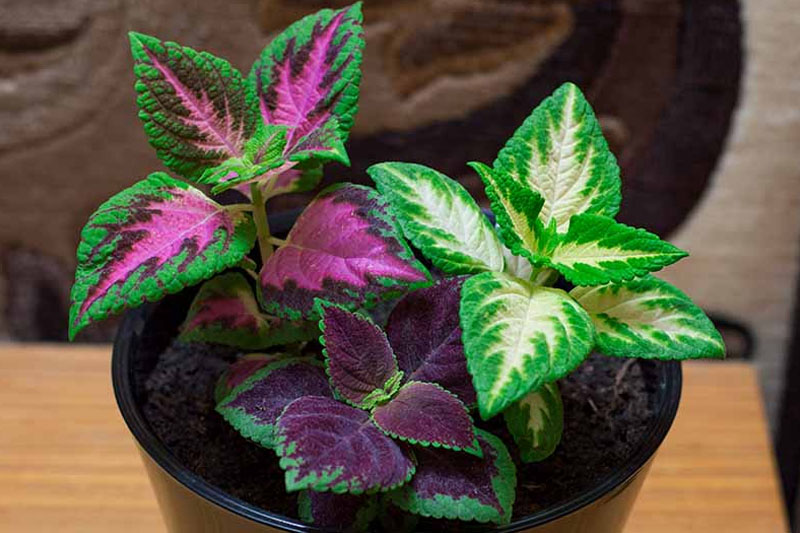 Indoor Plants With Purple And Green Leaves