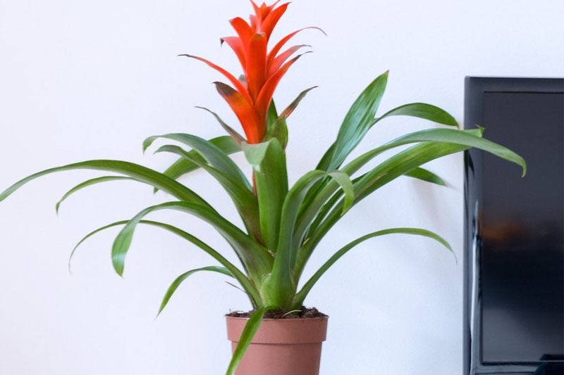 Indoor Plants With Red And Green Leaves