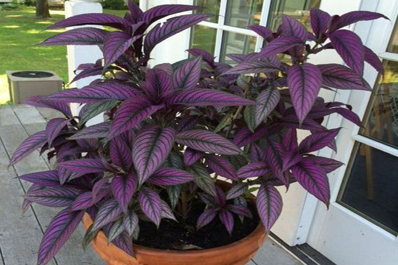 Persian shield Plants With Purple And Green Leaves
