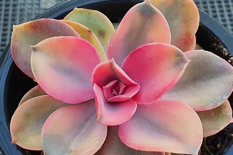 Pink ghost plant succulent