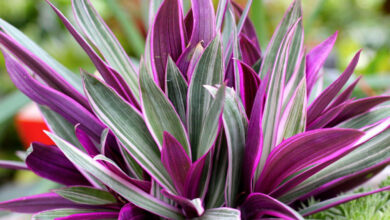 Plants With Purple And Green Leaves
