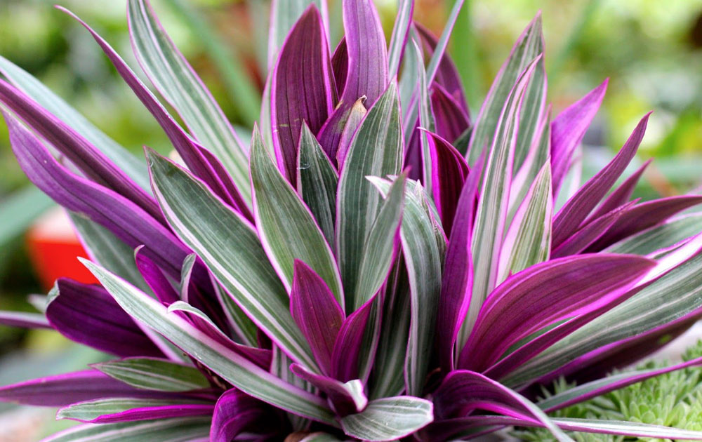 Plants With Purple And Green Leaves