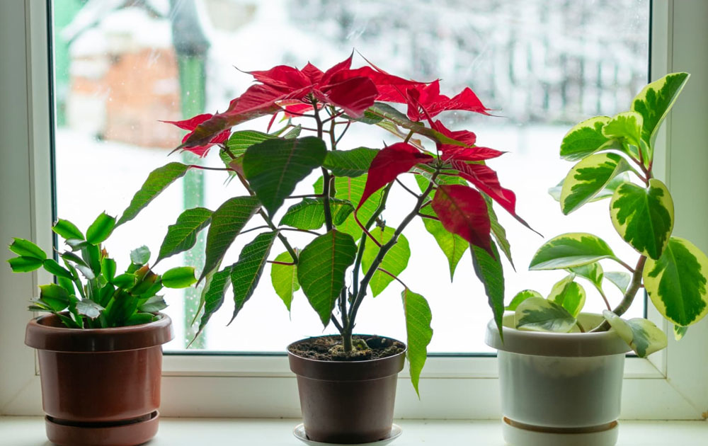 Plants With Red And Green Leaves