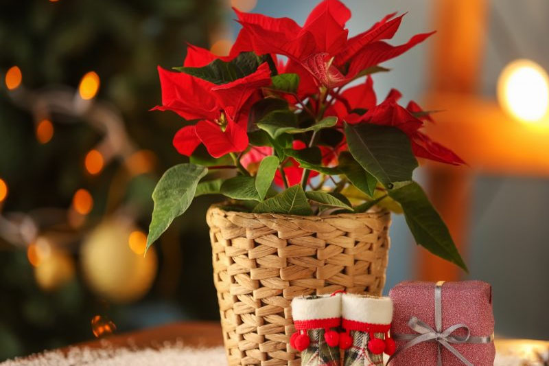 Poinsettia