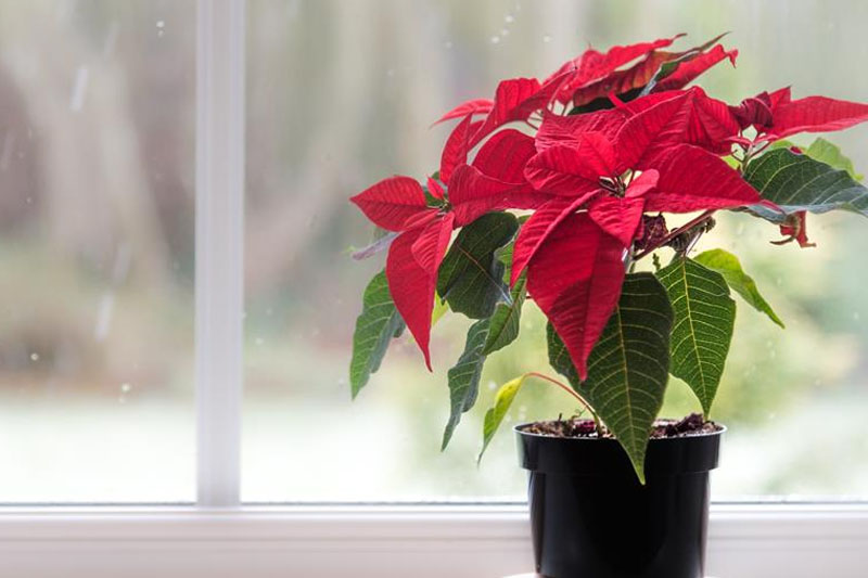 Red And Green Leave Plants