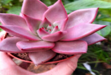 Succulent With Pink Flowers For Home Decor