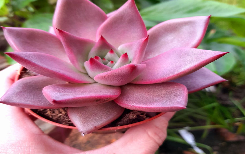 Succulent With Pink Flowers For Home Decor