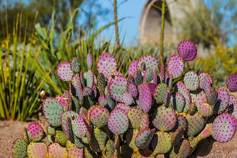 Succulents and Purple Leaf Cactus
