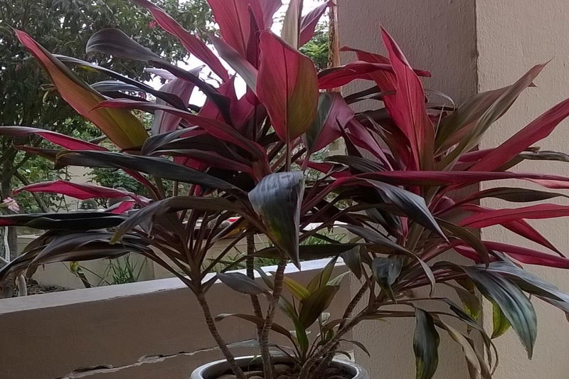 Ti plant