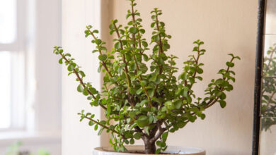 Types Of Jade Plants For Home Decorations