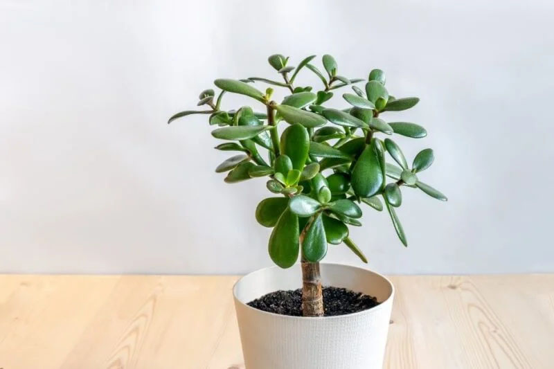 Types/varieties of Jade plants