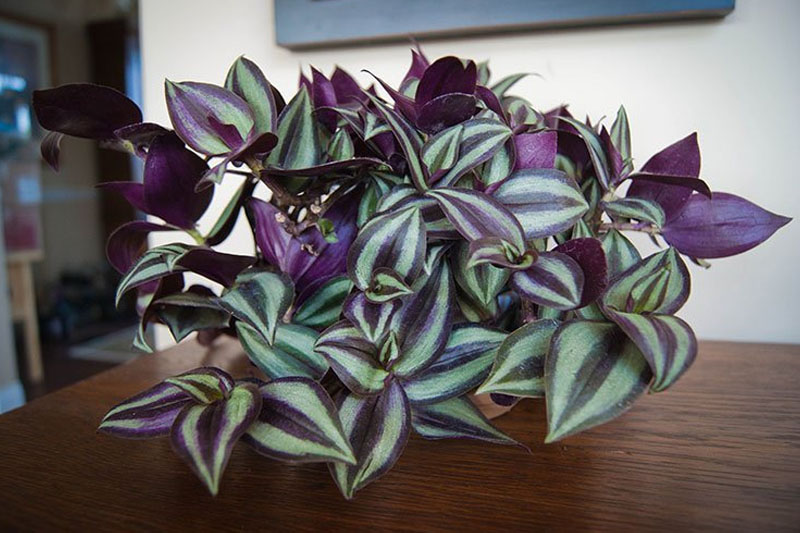 Wandering Jew