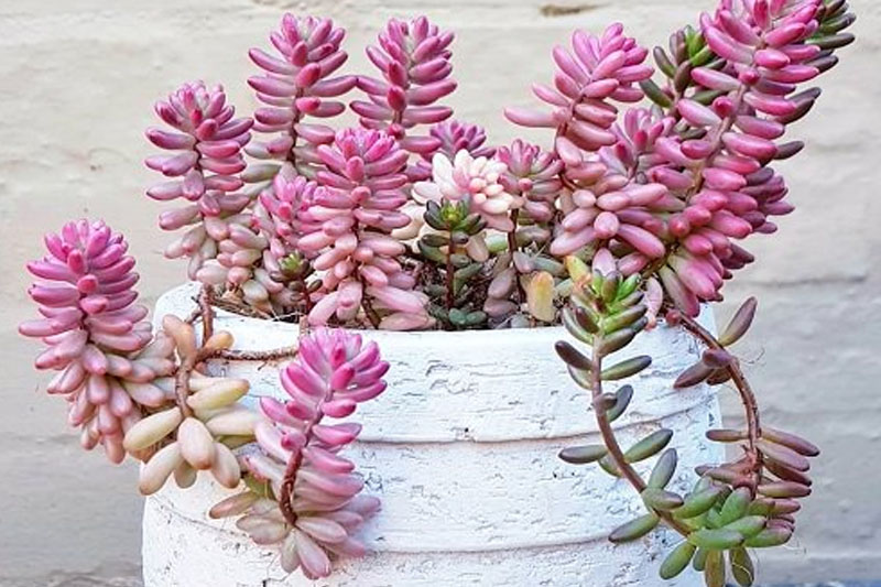 can can pink succulent