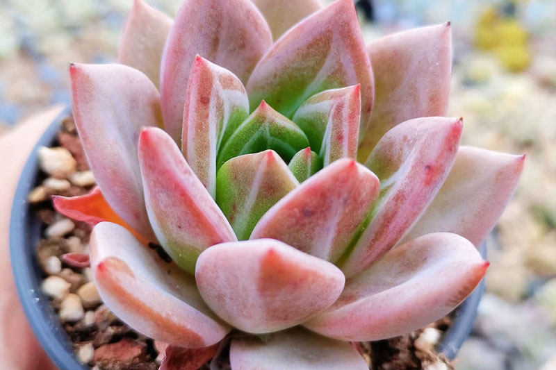 pink champagne succulent