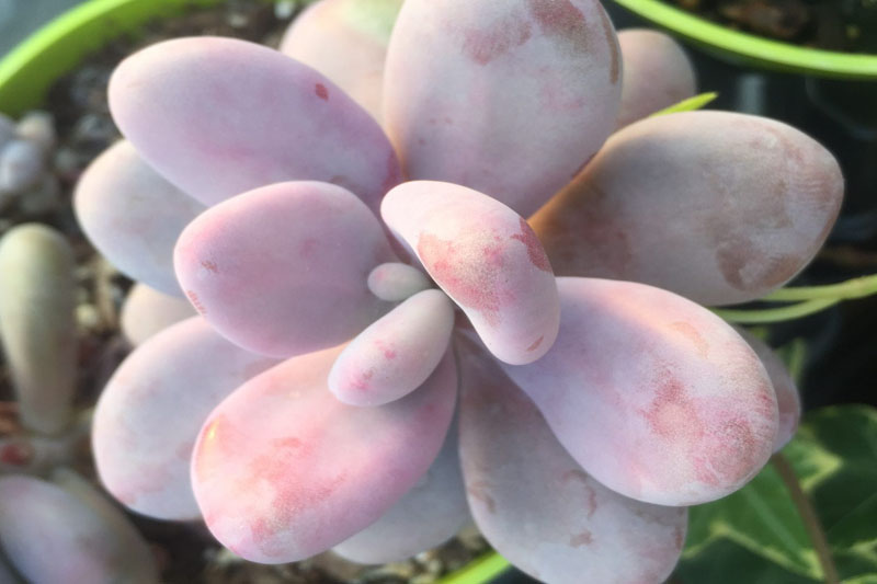 pink moonstone succulent