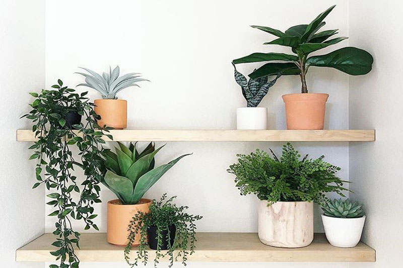 wall decor with plants